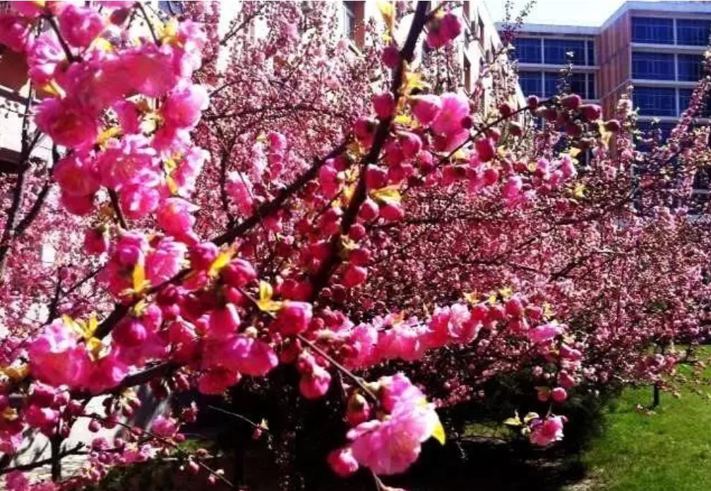 春天到交通运输来看花